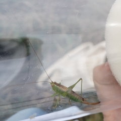 Conocephalus dorsalis