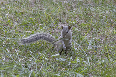 Funambulus pennantii