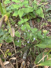 Campanula divaricata