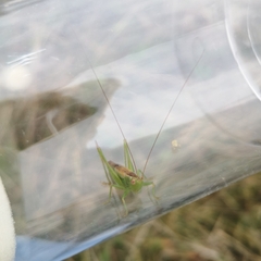 Conocephalus dorsalis