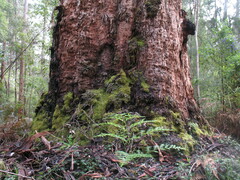 Corymbia calophylla