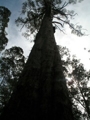 Corymbia calophylla