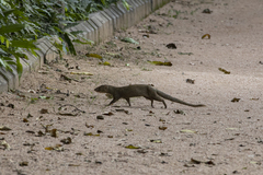 Urva auropunctata
