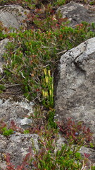 Lycopodiaceae