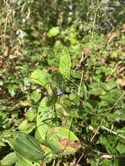 Campanula divaricata