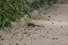 Urva auropunctata