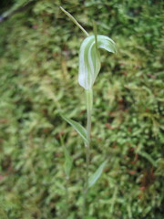 Pterostylis dilatata