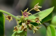 Vincetoxicum hirsutum