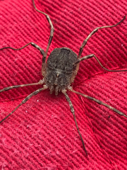 Odiellus spinosus