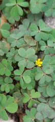 Oxalis