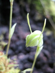 Pterostylis dilatata