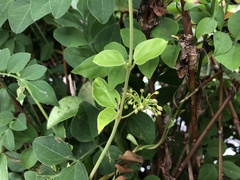 Vincetoxicum hirsutum