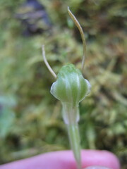Pterostylis dilatata