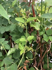 Vincetoxicum hirsutum