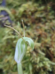 Pterostylis dilatata