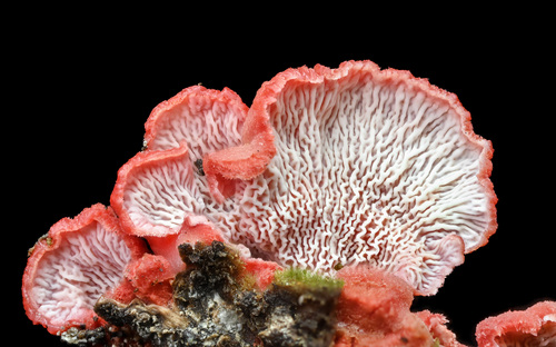 Coral-pink Merulius (Phlebia incarnata)