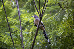 Dendrocitta vagabunda
