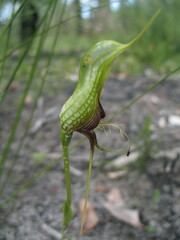 Pterostylis barbata