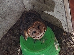 Tyto alba punctatissima