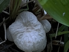 Marasmiellus candidus