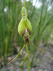Pterostylis barbata