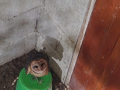 Tyto alba punctatissima