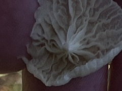 Marasmiellus candidus