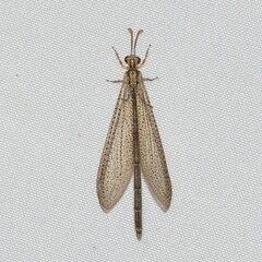 Brachynemurus