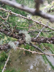 Usnea hirta