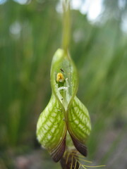 Pterostylis barbata