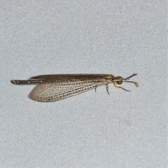 Brachynemurus
