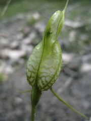 Pterostylis barbata