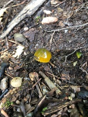 Gliophorus