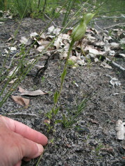 Pterostylis barbata
