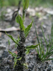 Pterostylis barbata