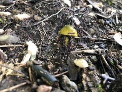 Gliophorus