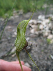 Pterostylis barbata