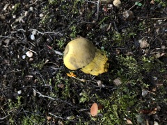 Retiboletus ornatipes