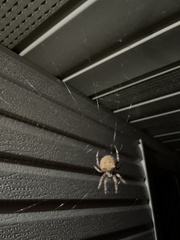 Araneus gemmoides