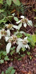 Pycnanthemum albescens