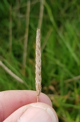 Cynosurus cristatus