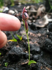 Eriochilus scaber