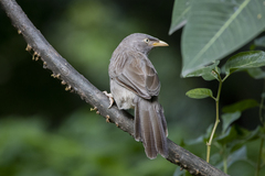 Argya striata