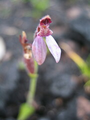 Eriochilus scaber