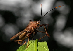 Coreidae
