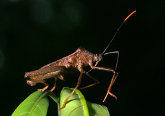 Coreidae