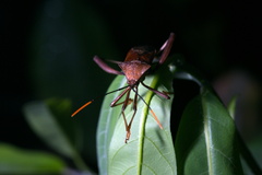 Coreidae