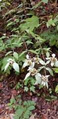 Pycnanthemum albescens