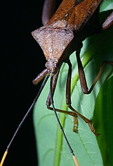 Coreidae