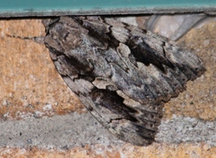 Catocala amatrix